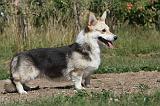 CORGI PEMBROKE 046